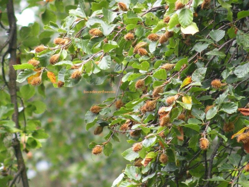 Comment S Appelle Le Fruit Du Hetre Fruits de l'hêtre ou du ""fayard".