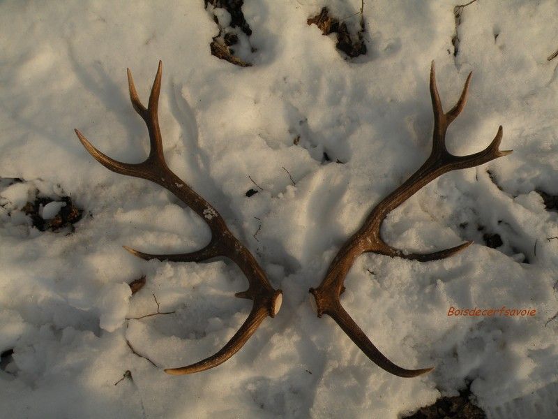 Achat de bois de cerf - Souhaitez-vous vendre vos bois de cerf