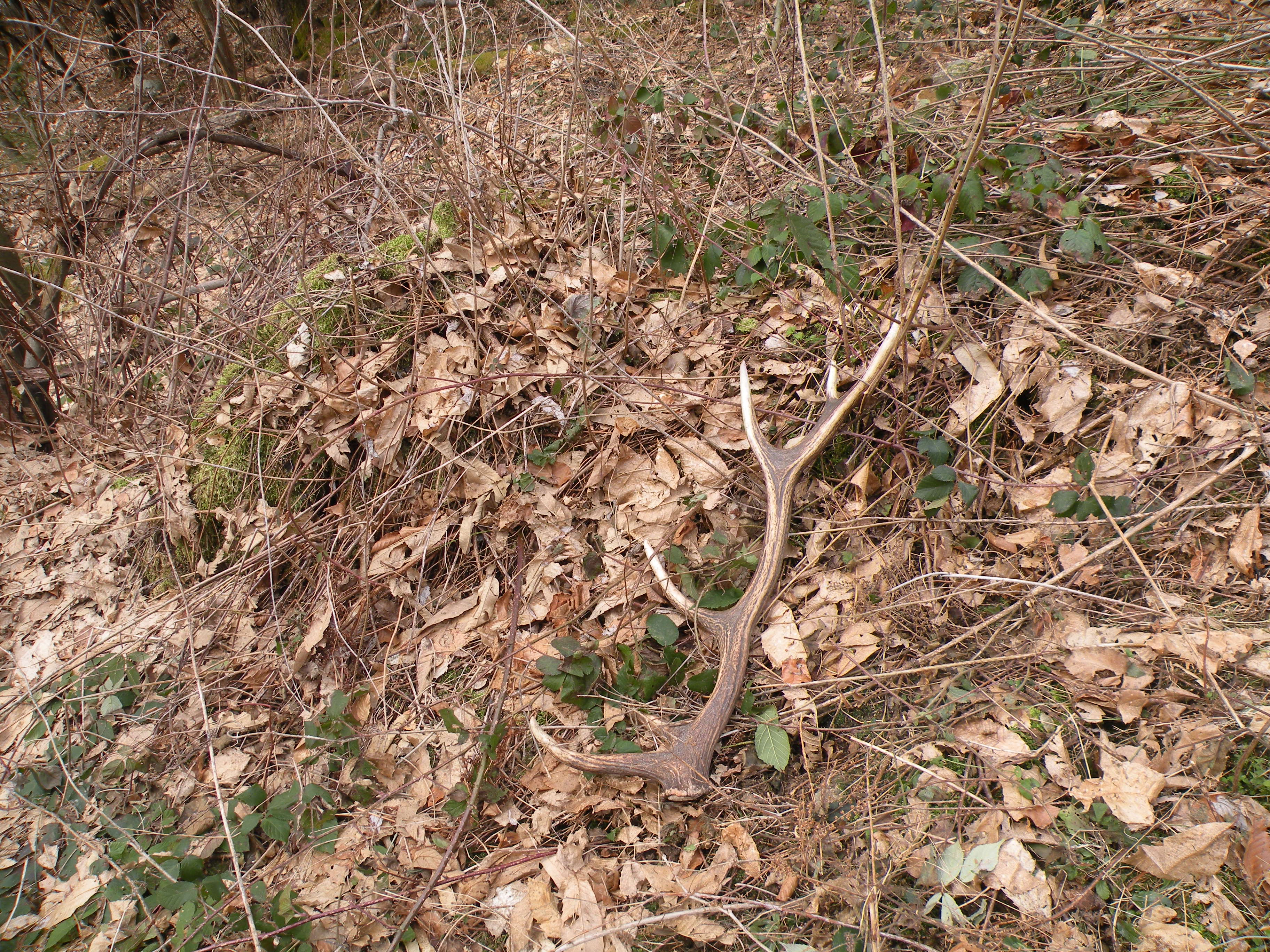 Bois De Cerf