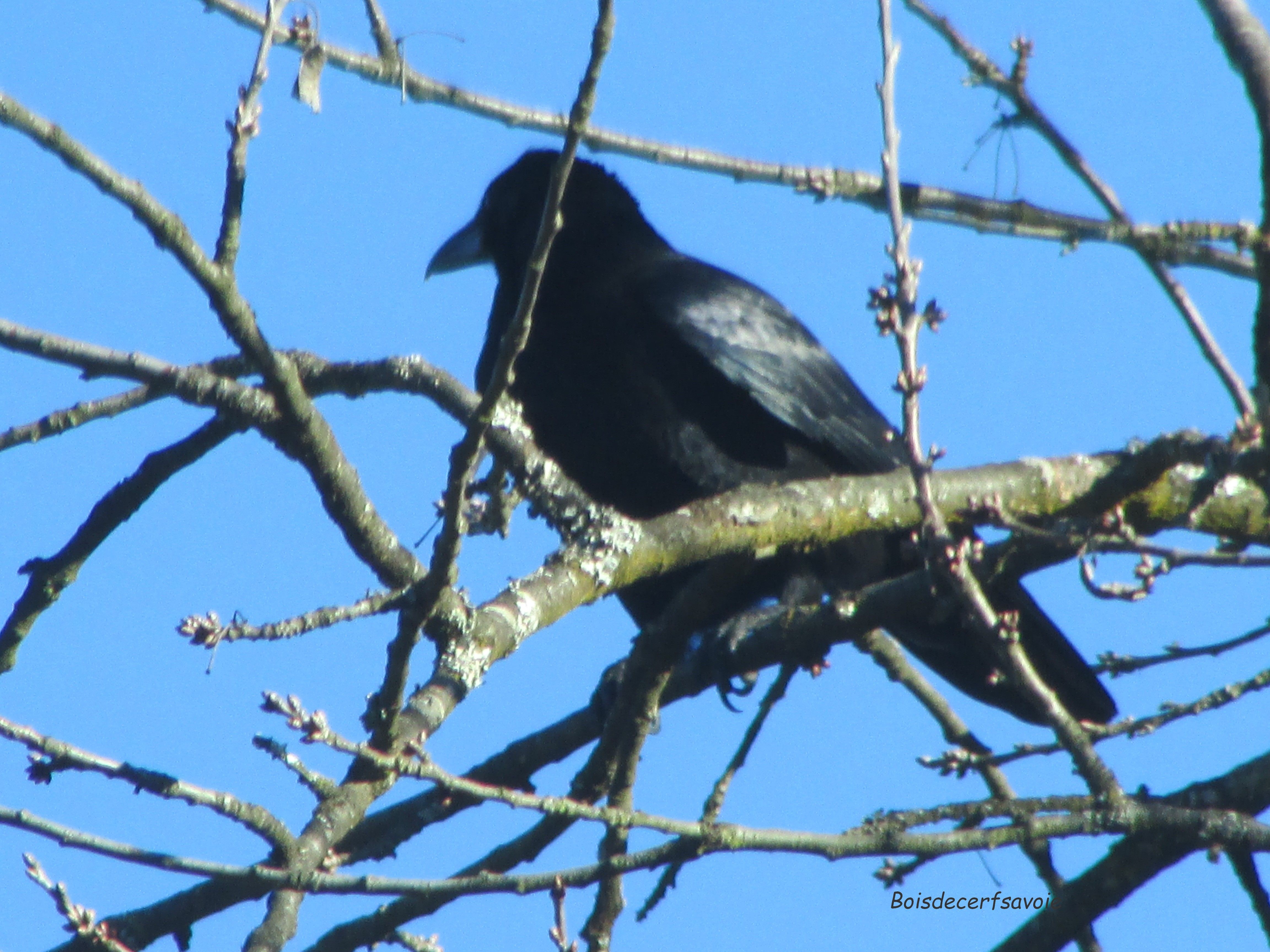 Ma Tre Corbeau Sur Un Arbre Perch